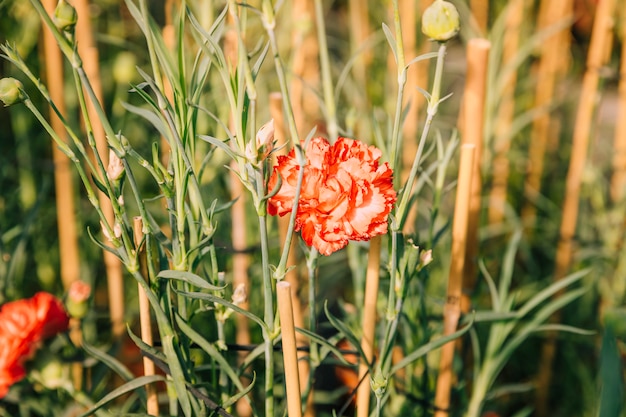 Free Photo red carnation flower in the field