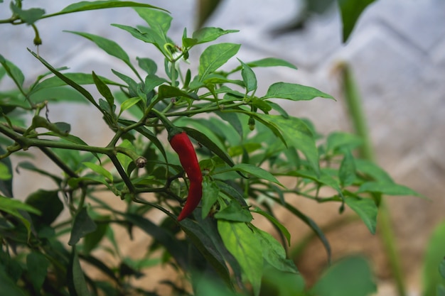 Free photo red chili pepper