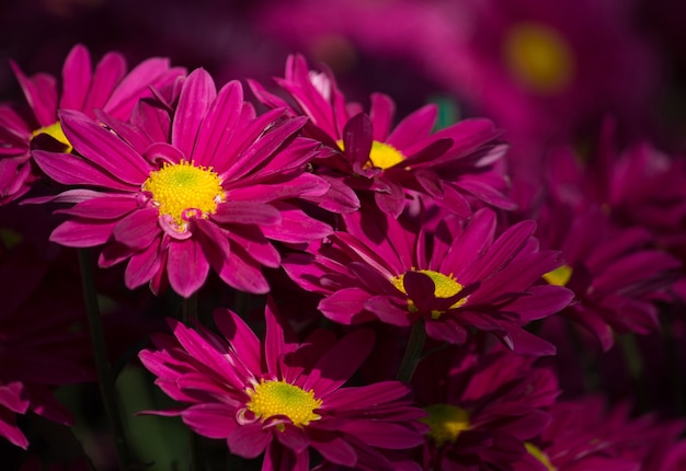 Free photo red chrysanthemums daisy flower