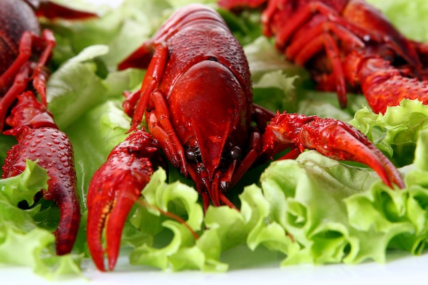 Red claw with green salad