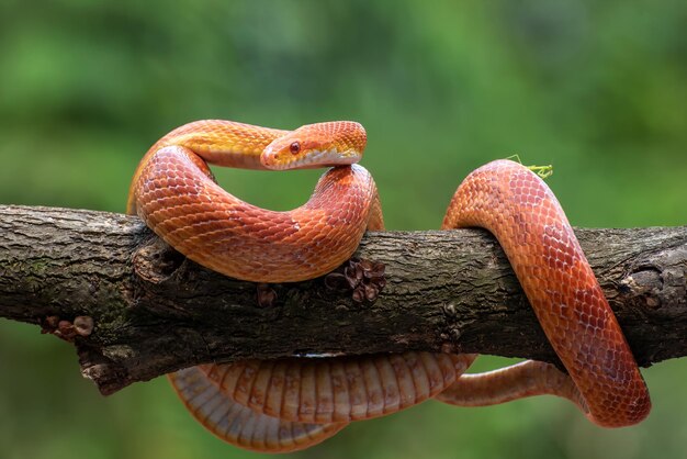 Red corn snake on branch closeup snake closeup snake