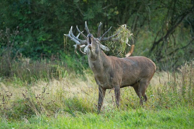 Red deer on the green background during the deer rut in the nature habitat