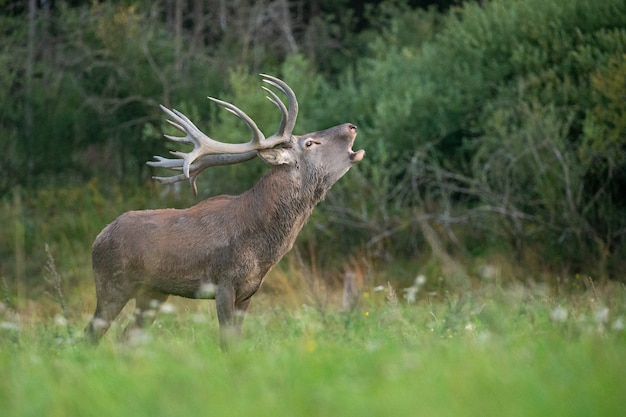 Red deer on the green background during the deer rut in the nature habitat