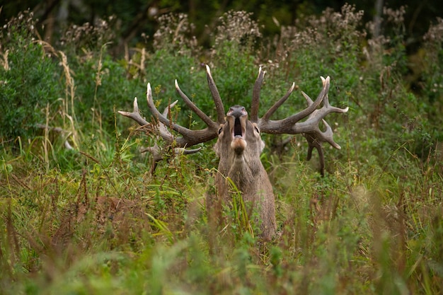 Red deer on the green background during the deer rut in the nature habitat