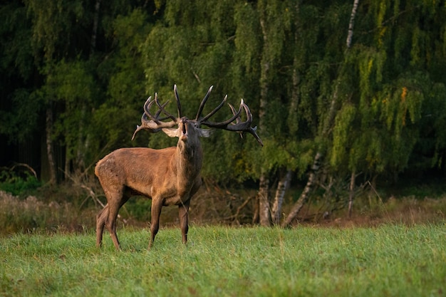 Red deer on the green background during the deer rut in the nature habitat