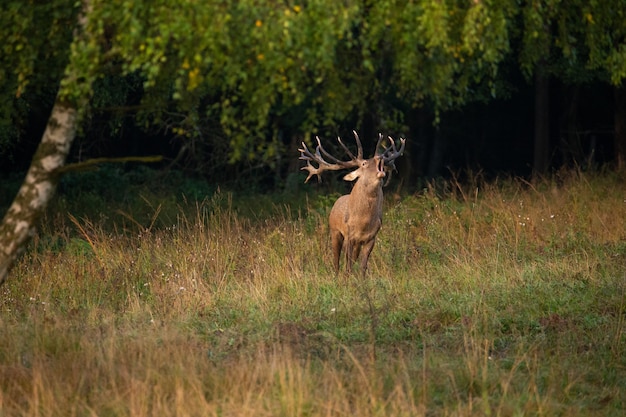 Red deer on the green background during the deer rut in the nature habitat