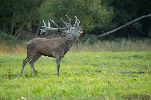 Red deer in the nature habitat during the deer rut european wildlife