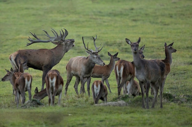 Red deer in the nature habitat during the deer rut european wildlife