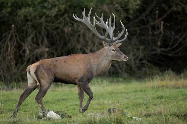 Red deer in the nature habitat during the deer rut european wildlife