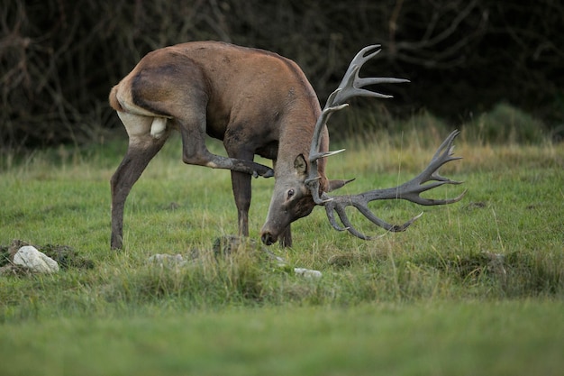 Red deer in the nature habitat during the deer rut european wildlife