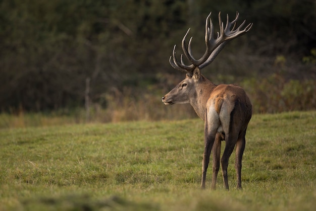 Red deer in the nature habitat during the deer rut european wildlife