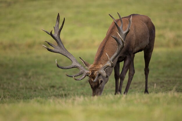 Red deer in the nature habitat during the deer rut european wildlife