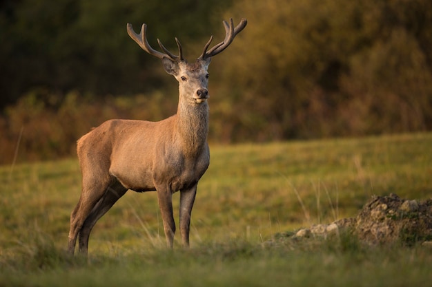 Red deer in the nature habitat during the deer rut european wildlife