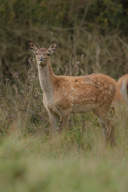 Red deer in the nature habitat during the deer rut