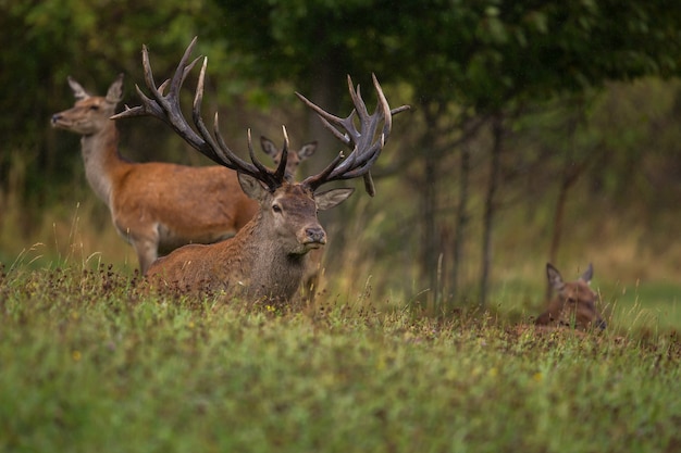 Red deer in the nature habitat during the deer rut