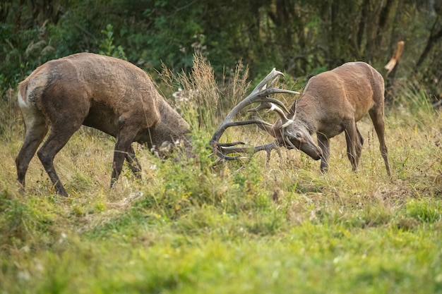 Free photo red deer in the nature habitat during the deer rut european wildlife