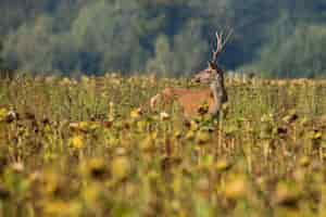 Free photo red deer in the nature habitat during the deer rut