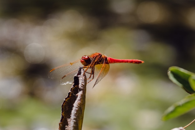 Red dragonfly perching on dried leaf