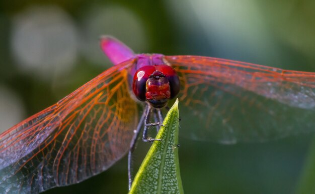 Red dragonfly on plant close up