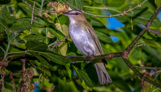 Red-eyed Vireo  (Vireo olivaceus)