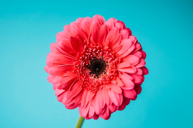 Red flower on blue