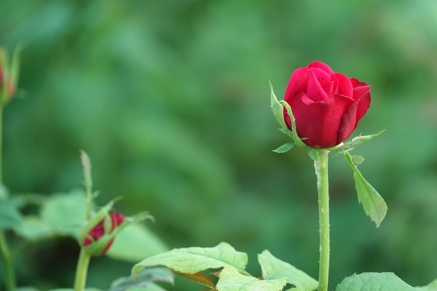 Red flower on cocoon with background out of focus