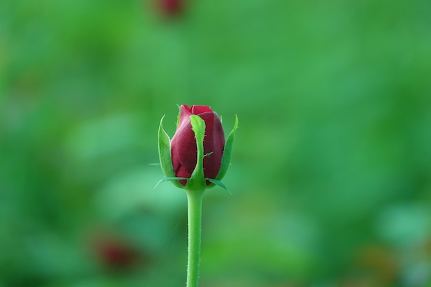 Free photo red flower on cocoon with background out of focus