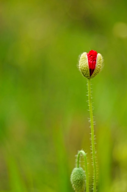 Free Photo red flower qith blur background