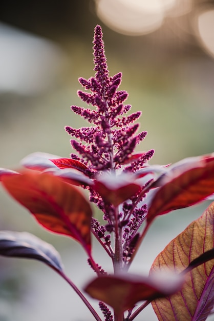 Red flower in tilt shift lens