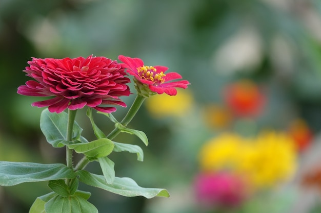 Red flower with background out of focus