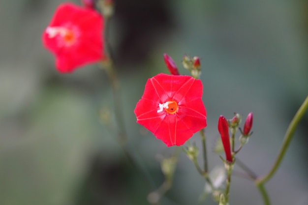 Red flower with blurred background