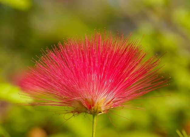 Red flower with thorny petals