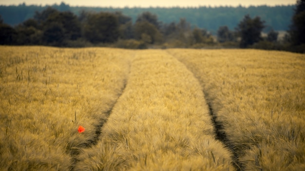 Free photo red flower on yellow field during daytime