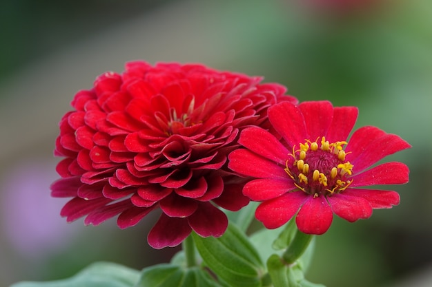 Red flower