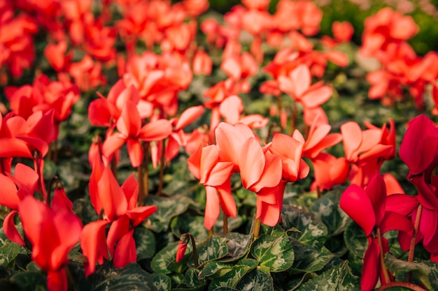 Free photo red flowering plant nature backgrounds