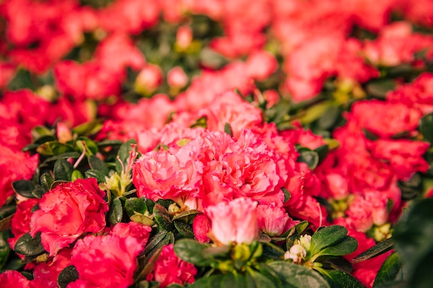 Free photo red flowering plants for background