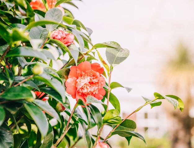 Free Photo red flowers bloom in the spring