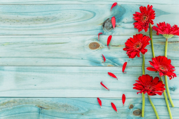 Free photo red flowers on blue wooden desk