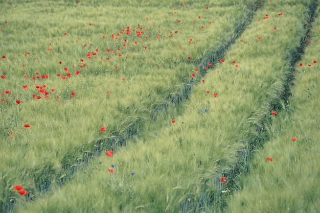 Free photo red flowers in field during daytime