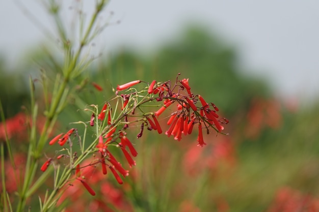 Red flowers hanging on a green twig