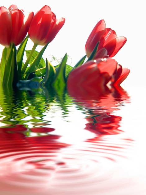 Red flowers put into water