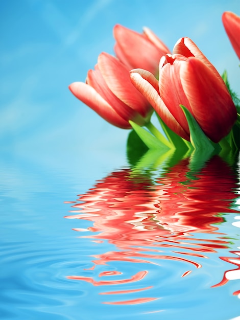 Red flowers reflected in water