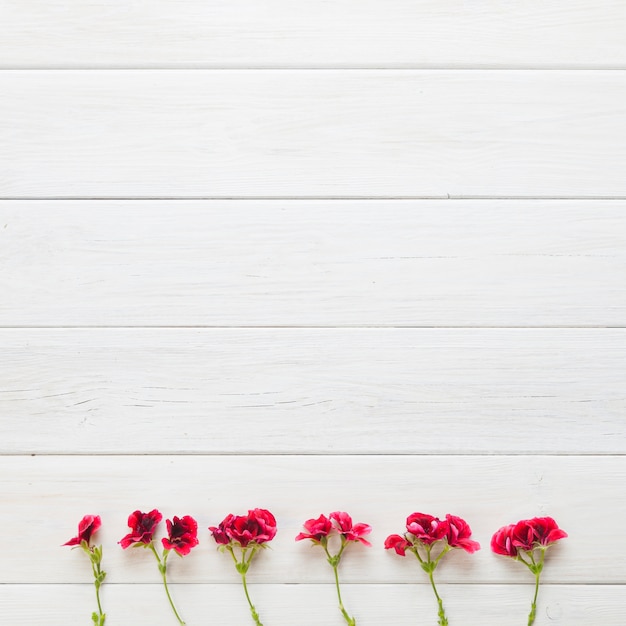 Free photo red flowers in a row