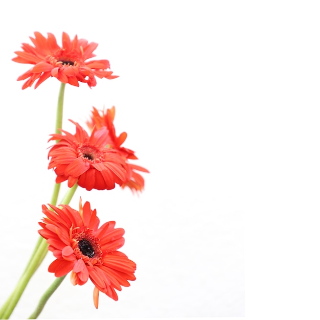 Red Flowers on White Background for Anniversary, Birthday, Wedding Floral Frame