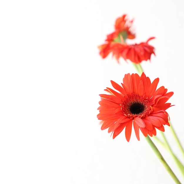 Red Flowers on White Background for Anniversary, Birthday, Wedding Floral Frame