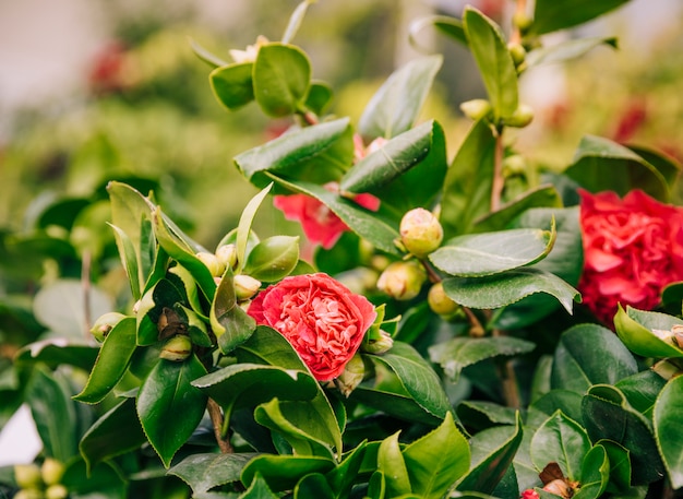 Free photo red flowers with buds on tree