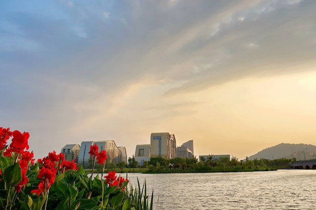 Free photo red flowers with a city background