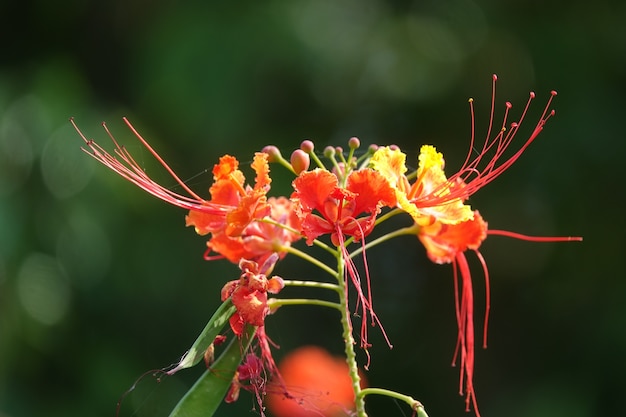 Red flowers with defocused background