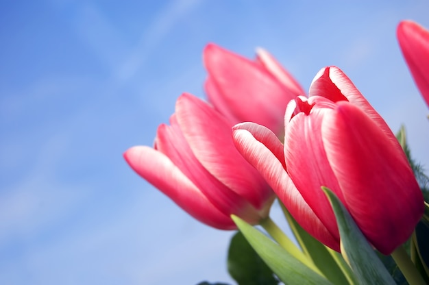 Red flowers with sky background