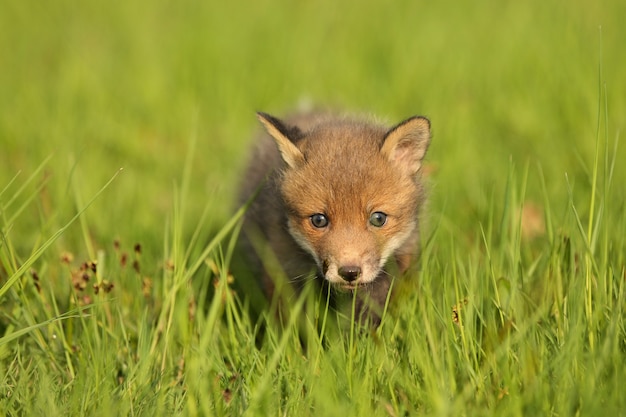 Free Photo red fox baby crawls in the grass